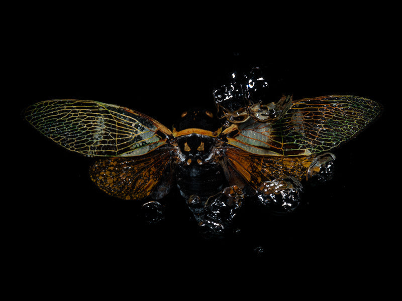 Underwater underwater still life with soft refraction and wing set in low light