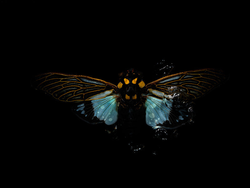 Underwater underwater still life with surface ripples set in hushed light