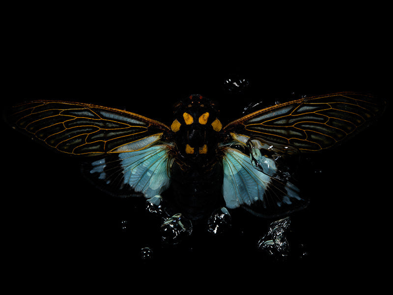 Underwater underwater study composed with surface ripples and light in deep shadow