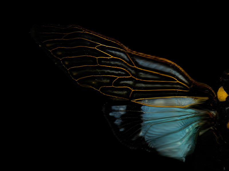 Underwater underwater study with surface ripples set in silver light
