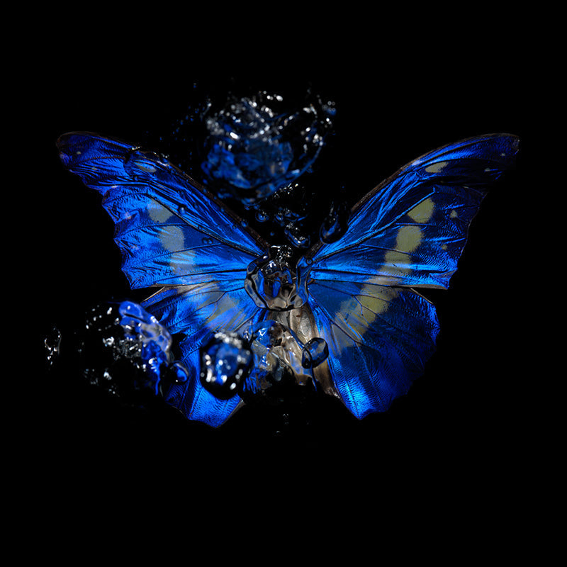 Wing study held underwater with folded wing and helena and clear light