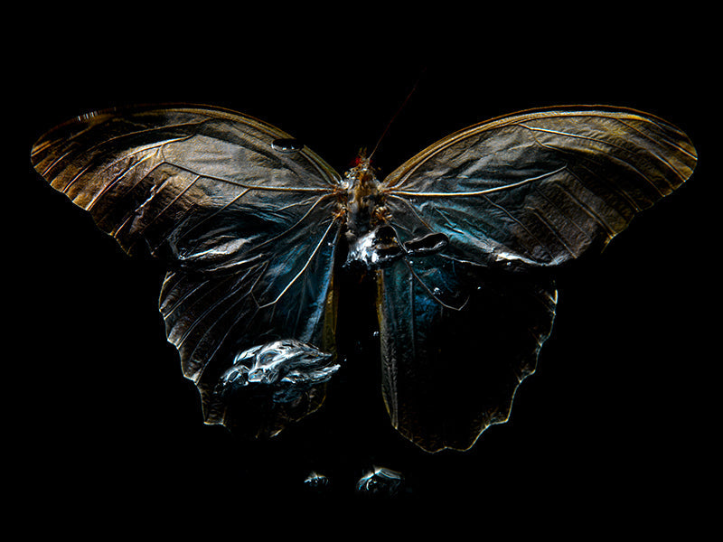 Underwater butterfly study rising with folded wing and butterfly and pale light