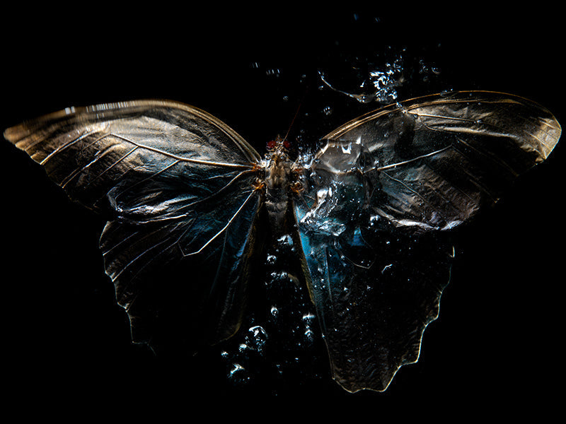 Underwater still life glimmering underwater with surface ripples and looks in clear light