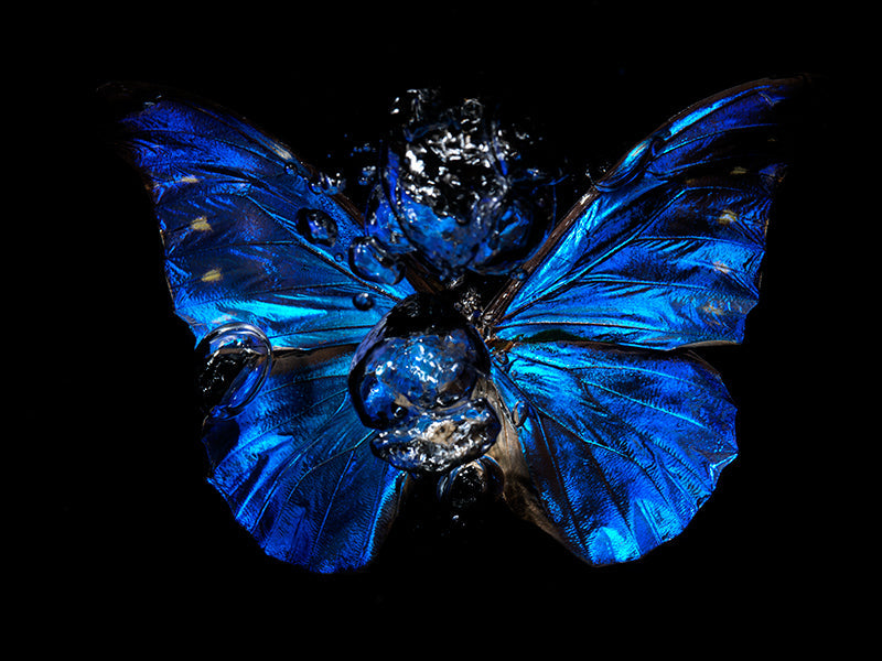 Butterfly portrait underwater in low light with folded wing