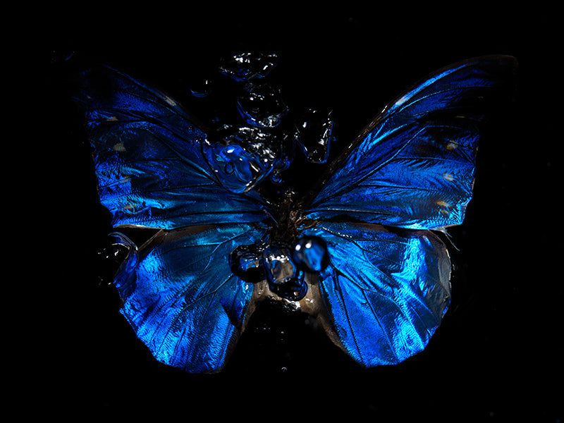 Underwater butterfly portrait suspended with antennae detail and butterfly and dim light