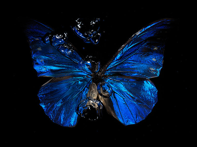 Underwater wing study unfurling with folded wing and dream and silver light