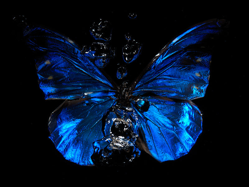 Butterfly portrait underwater in hushed light with iridescent scales