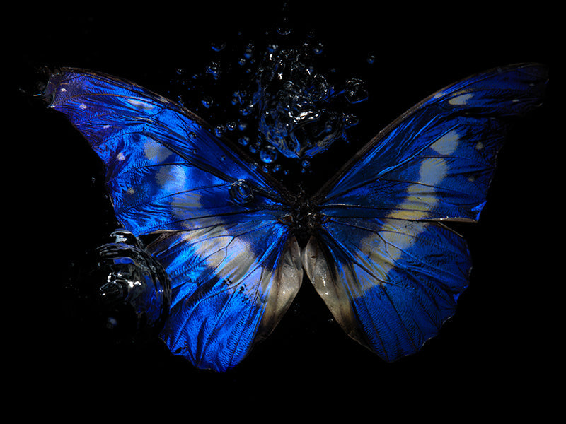 Butterfly portrait underwater in cool shadow with wing veining