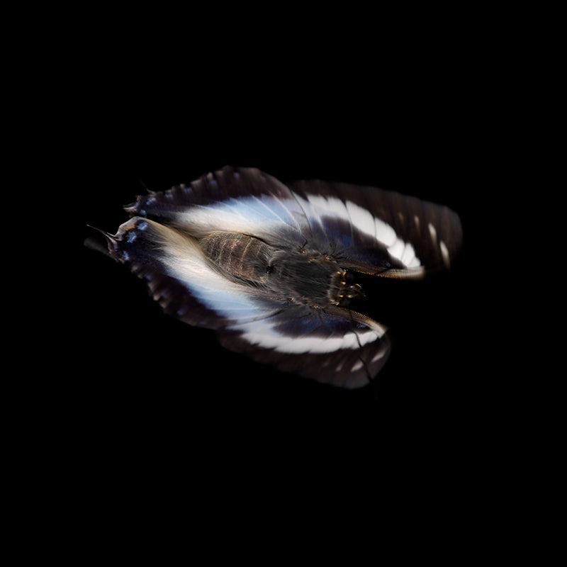 Butterfly portrait underwater in soft light with antennae detail and butterfly