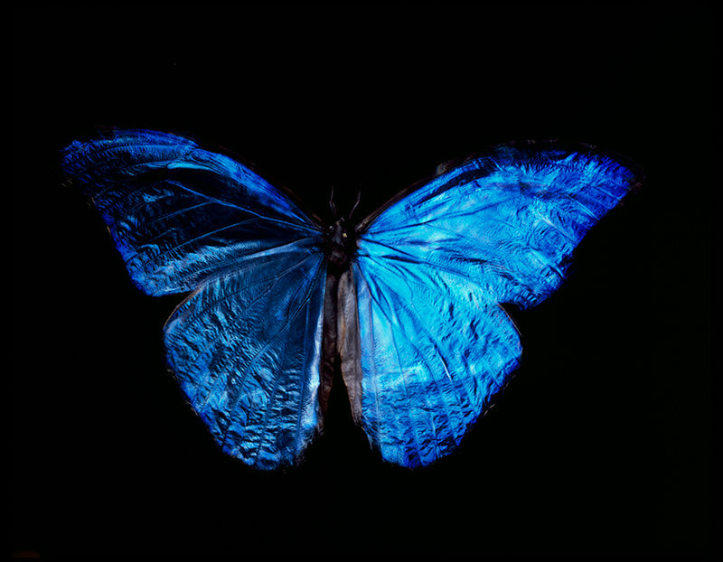 Quiet still life hovering underwater with soft refraction and entomology in soft light
