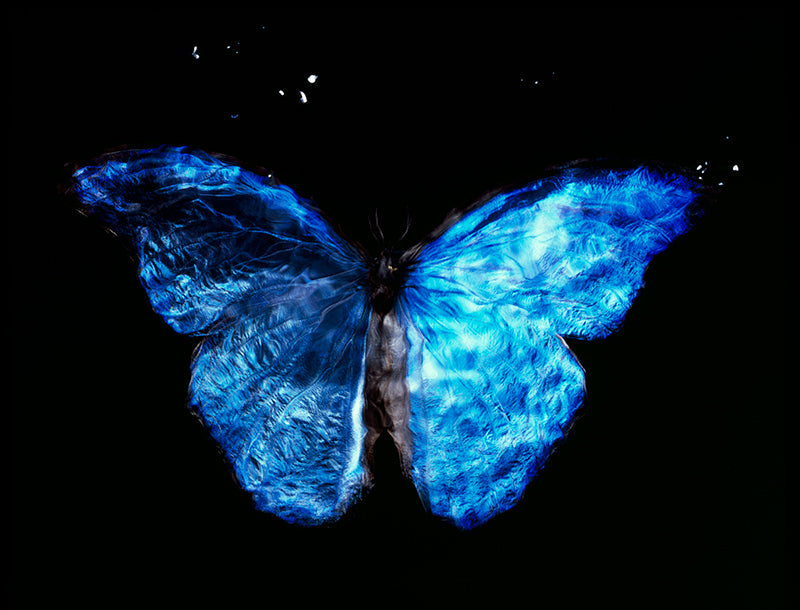Underwater still life hovering underwater with soft refraction and analogue in warm shadow