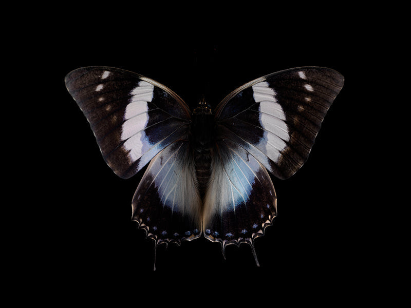 Wing study underwater in warm shadow with iridescent scales