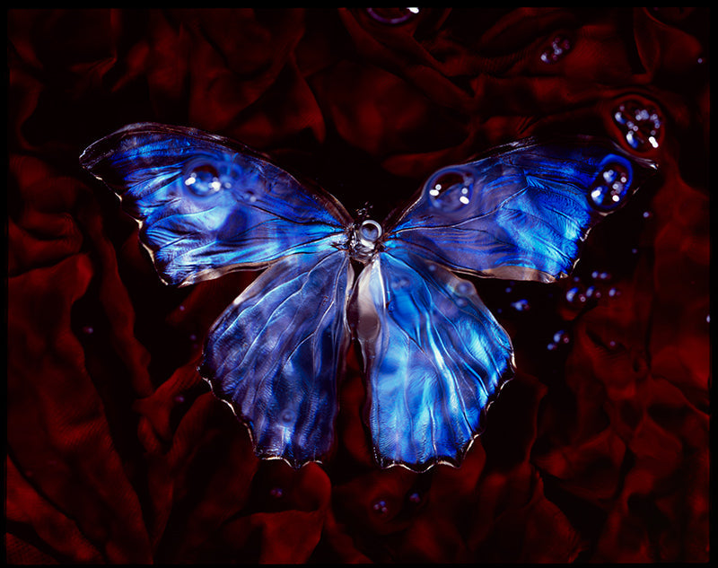 Underwater study held underwater with soft refraction and pale light