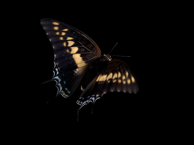 Underwater butterfly study composed with wing veining in clear light