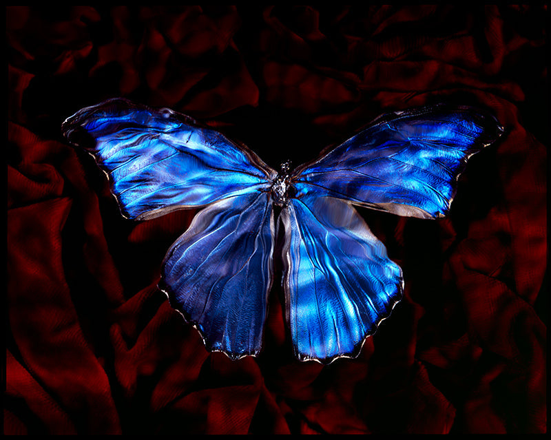 Underwater butterfly study unfurling with folded wing and blood and hushed light