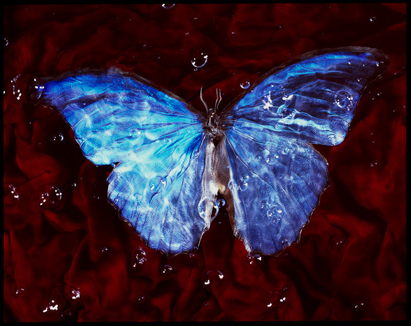 Butterfly study held underwater with iridescent scales and velvet and deep shadow