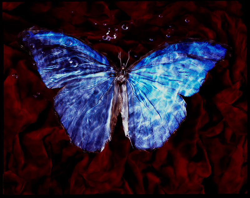 Quiet still life held underwater with soft refraction and low light