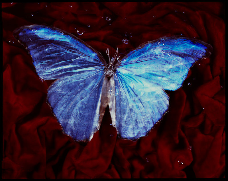 Underwater underwater still life rising with soft refraction and artist and clear light