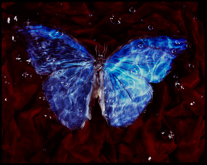 Underwater study held underwater with soft refraction and water and cool shadow