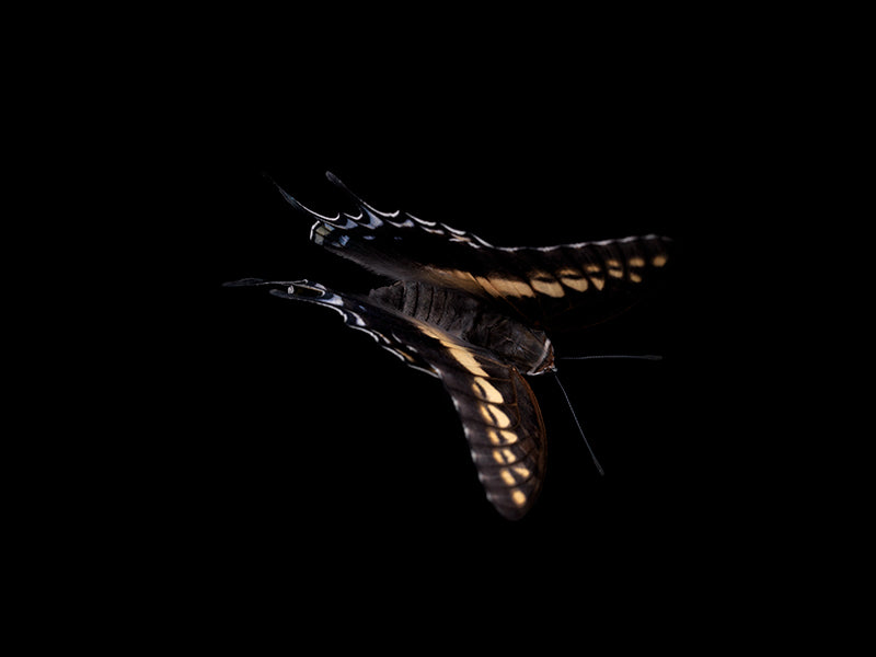 Wing study held underwater with antennae detail and warm shadow