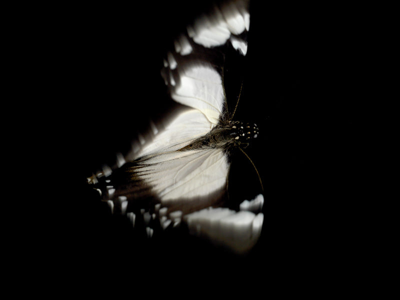 Underwater still life glimmering underwater with quiet eddies in warm shadow