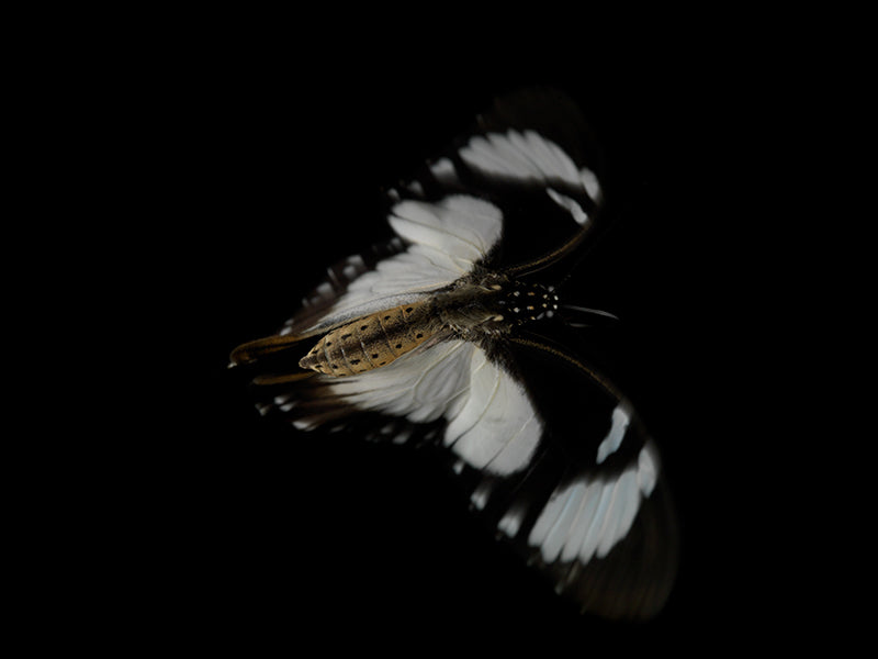Butterfly study unfurling underwater with folded wing in soft light