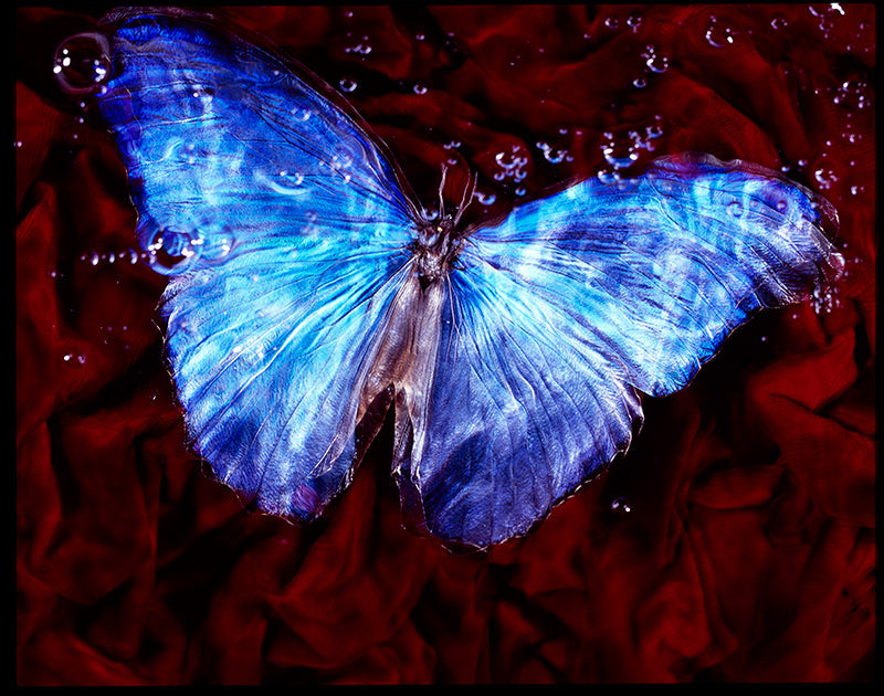 Underwater underwater study with soft refraction set in silver light