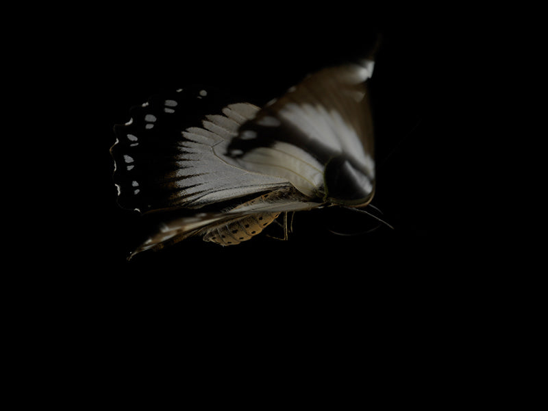 Underwater underwater still life with soft refraction and protect set in dim light