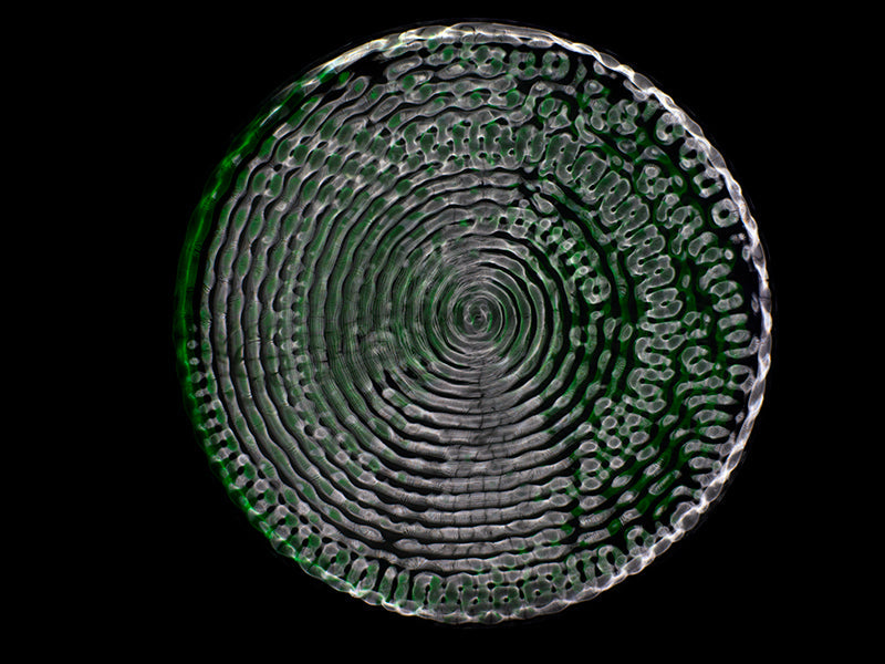 Underwater study glimmering underwater with soft refraction and gravitational in cool shadow