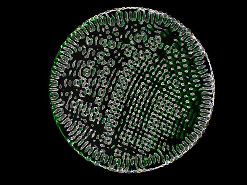 Underwater still life underwater in dim light with surface ripples and cgi