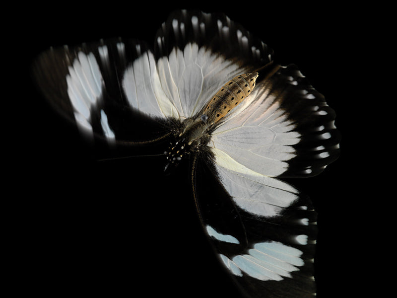 Underwater wing study with folded wing set in silver light