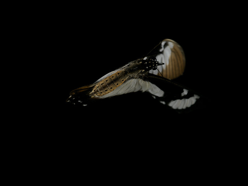 Underwater wing study composed with iridescent scales and aquatic in low light
