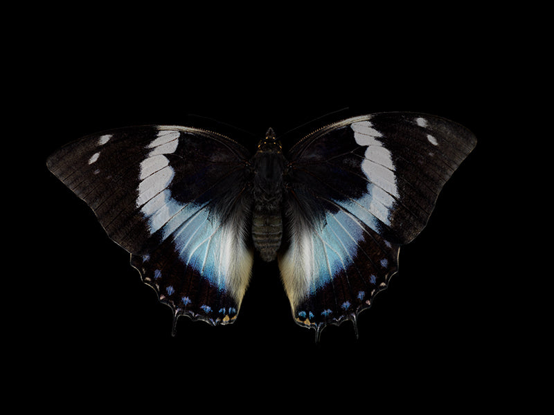 Wing study underwater in cool shadow with folded wing