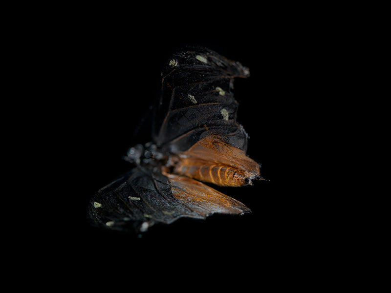 Wing study floating underwater with folded wing and orange in warm shadow