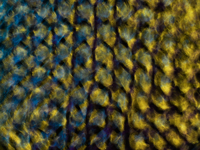 Underwater still life resting underwater with quiet eddies and science in pale light