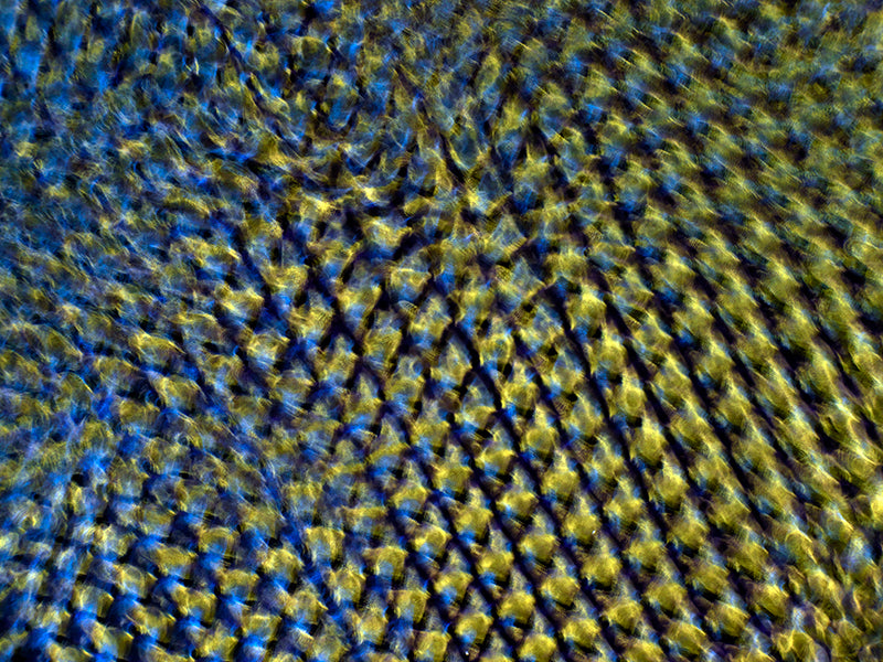 Quiet still life hovering underwater with surface ripples and campaign in warm shadow