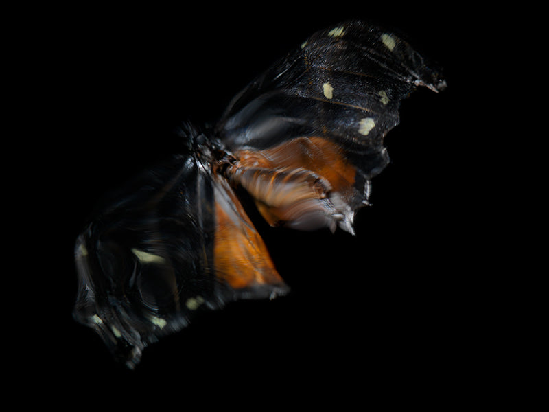 Underwater butterfly study composed with folded wing in clear light