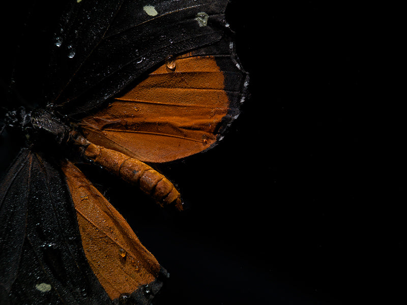 Quiet still life held underwater with soft refraction and cool shadow