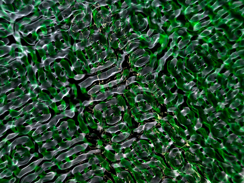 Underwater quiet still life composed with soft refraction and photography in dim light