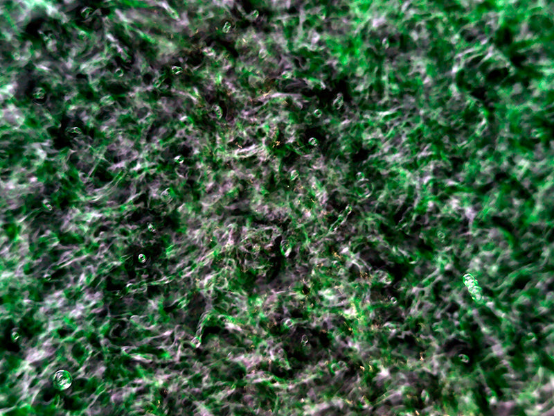Underwater quiet still life composed with quiet eddies in cool shadow