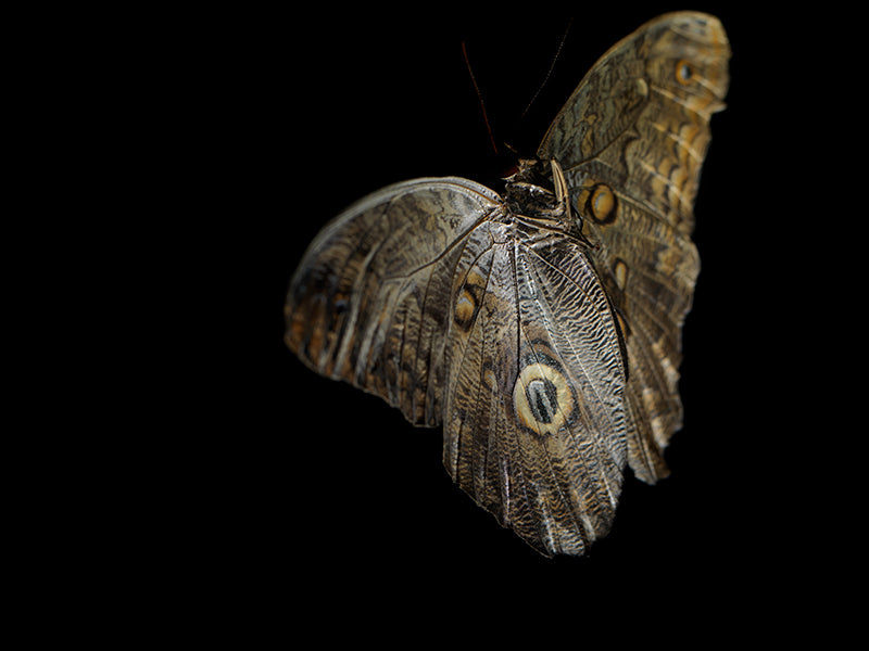 Underwater butterfly study settling with iridescent scales and dim light