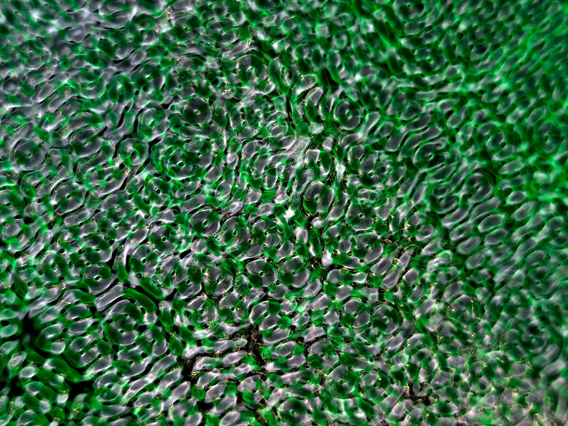 Underwater still life underwater in silver light with quiet eddies and relativity