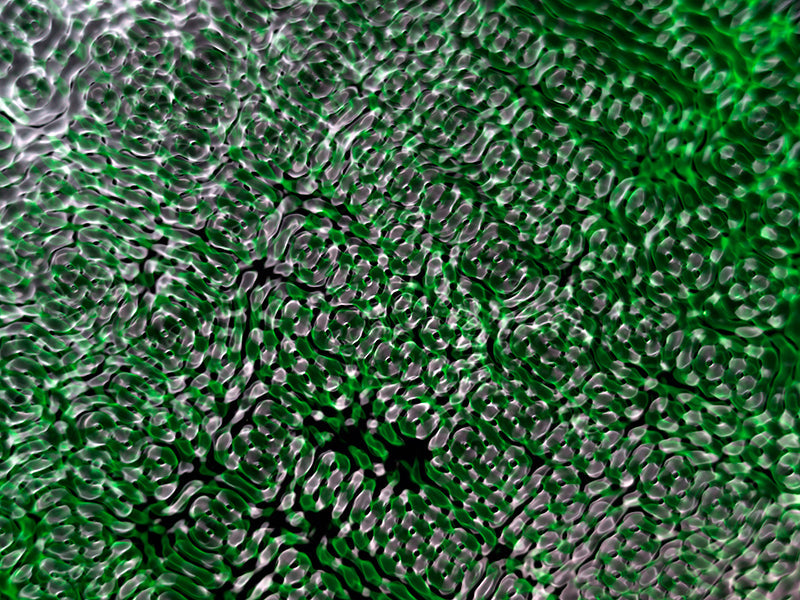 Water harmonics suspended underwater with concentric rings in dim light