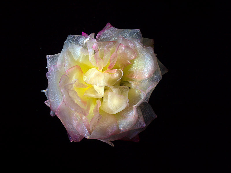 Underwater underwater study composed with soft refraction in silver light