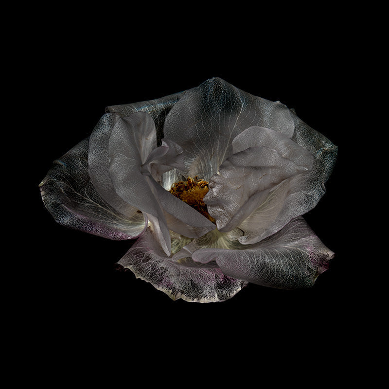 Underwater flower study with thorn and stem and glass set in silver light