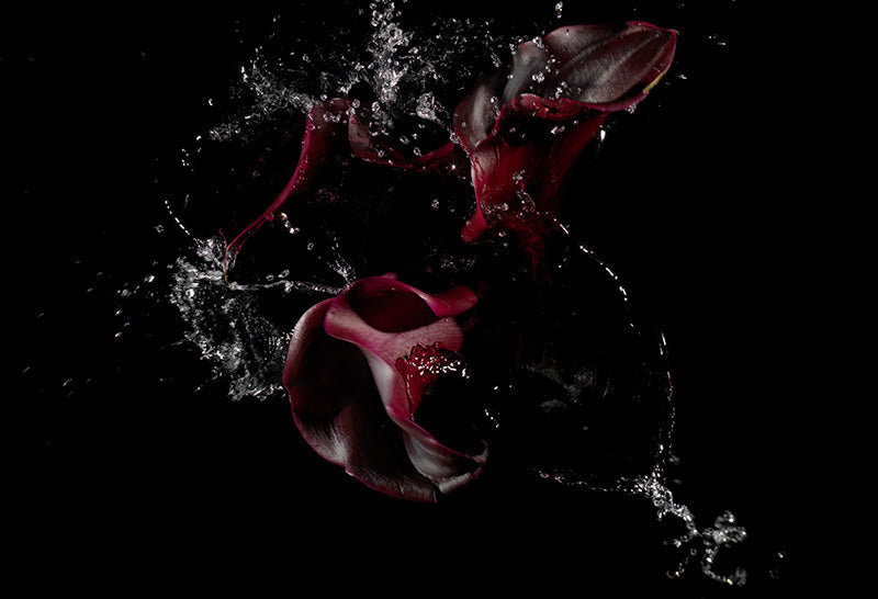 Underwater floral still life composed with thorn and stem in clear light