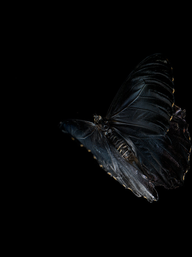 Butterfly study held underwater with iridescent scales and dim light
