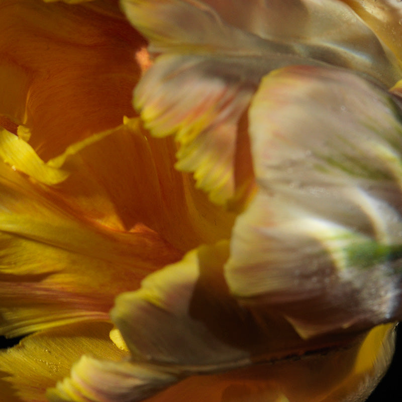 Underwater quiet still life composed with surface ripples and textures in warm shadow