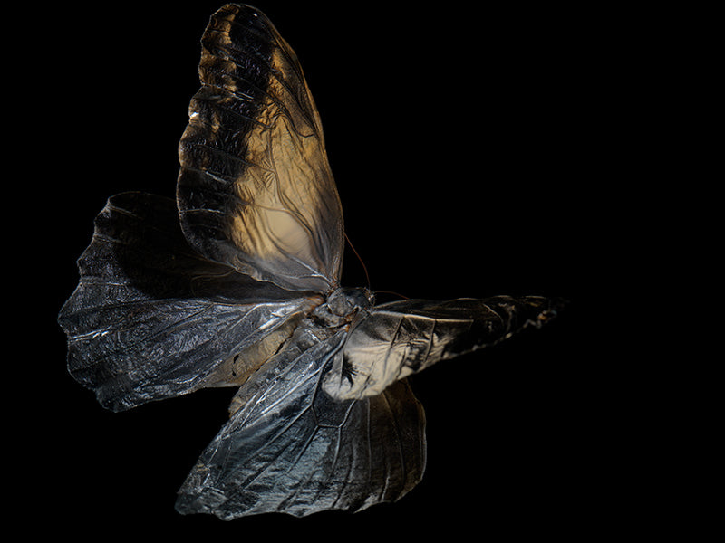 Butterfly study drifting underwater with iridescent scales and butterfly in clear light