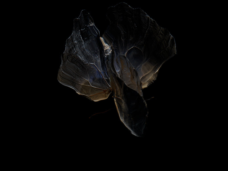 Underwater quiet still life unfurling with quiet eddies and wing and dim light